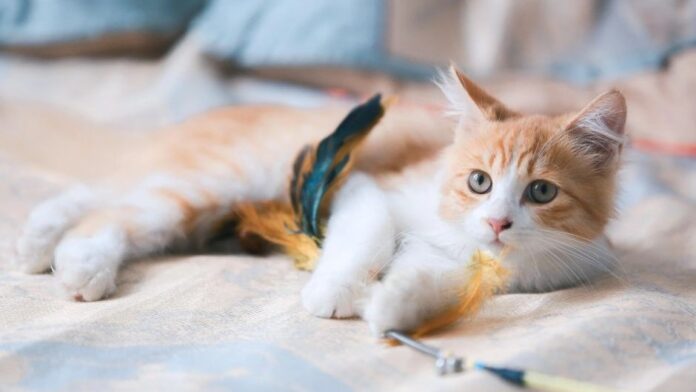 Samsung Pet Care Lifet Samsung Pet Care Lifet